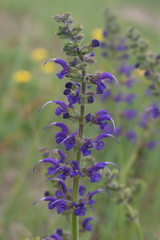 Salvia pratensis