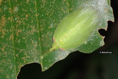 Chondroderella borneensis