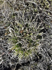 Carex