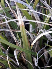 Carex