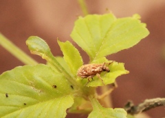 Microlarinus lareynii