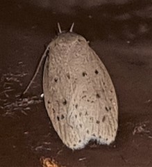 Prionocris protoxantha