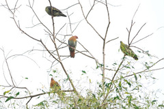 Treron fulvicollis