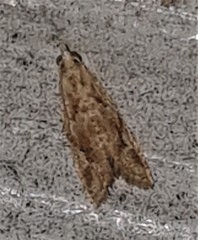 Euphona euphona