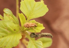 Microlarinus lareynii