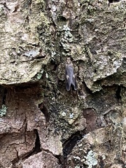 Neureclipsis bimaculata