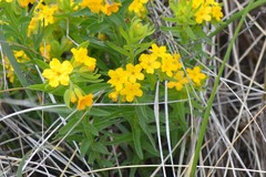Lithospermum caroliniense croceum