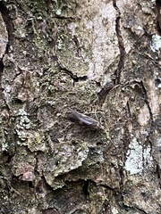 Neureclipsis bimaculata