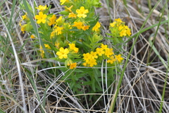 Lithospermum caroliniense croceum