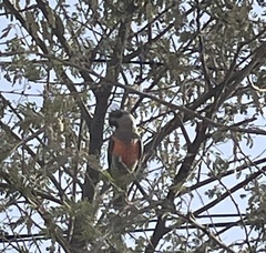 Poicephalus rufiventris