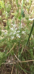 Daucus muricatus