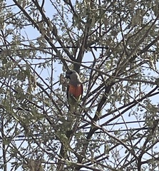 Poicephalus rufiventris