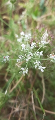 Daucus muricatus
