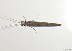 Leptocerus americanus