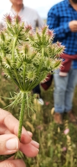 Daucus muricatus