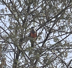 Poicephalus rufiventris