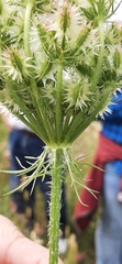Daucus muricatus