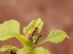 Microlarinus lareynii