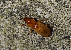 Agonoderus