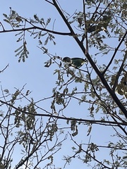 Poicephalus rufiventris