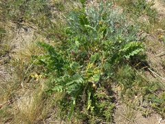Astragalus exscapus