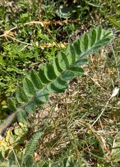 Astragalus exscapus