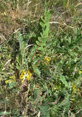 Astragalus exscapus