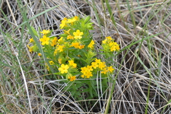 Lithospermum caroliniense croceum