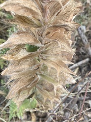 Acanthus syriacus