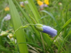 Linum alpinum