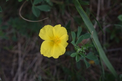 Helianthemum nummularium
