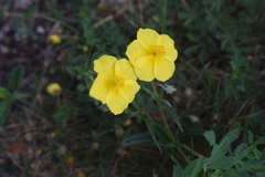 Helianthemum nummularium