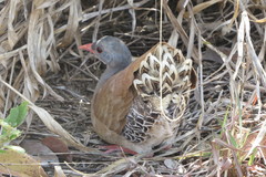 Crypturellus parvirostris