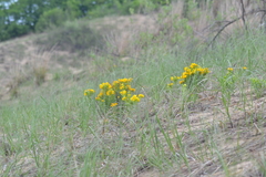 Lithospermum caroliniense croceum