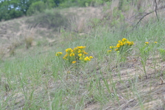 Lithospermum caroliniense croceum