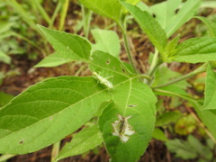 Oecanthus quadripunctatus
