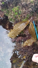 Laminariaceae