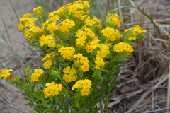 Lithospermum caroliniense croceum
