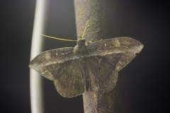 Hemeroblemma opigena