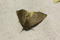 Hemiceras domingonis