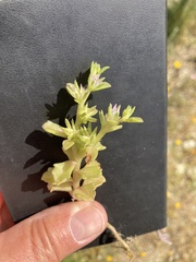 Phedimus stellatus