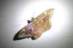 Hemeroblemma opigena