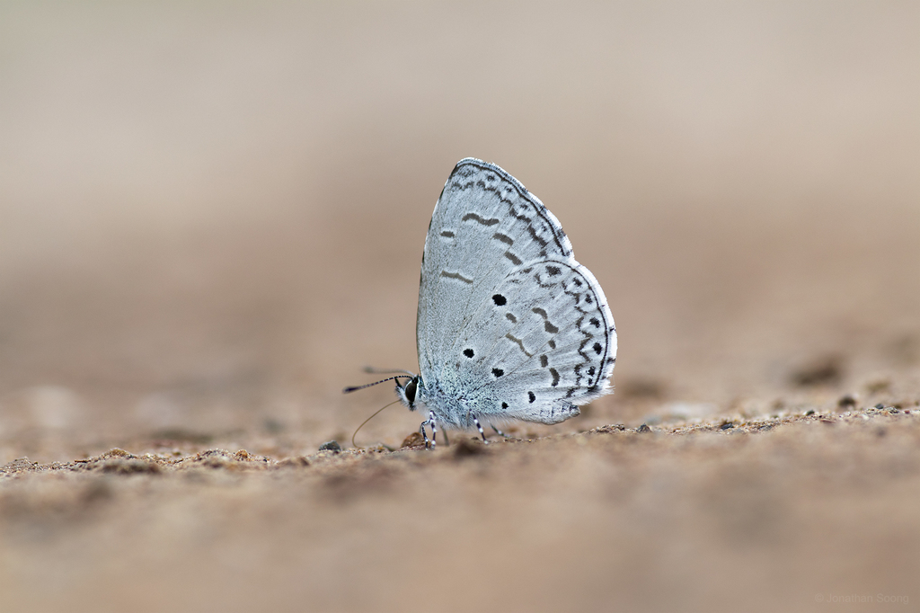 Celastrina algernoni