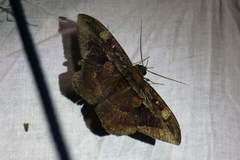 Hemeroblemma opigena