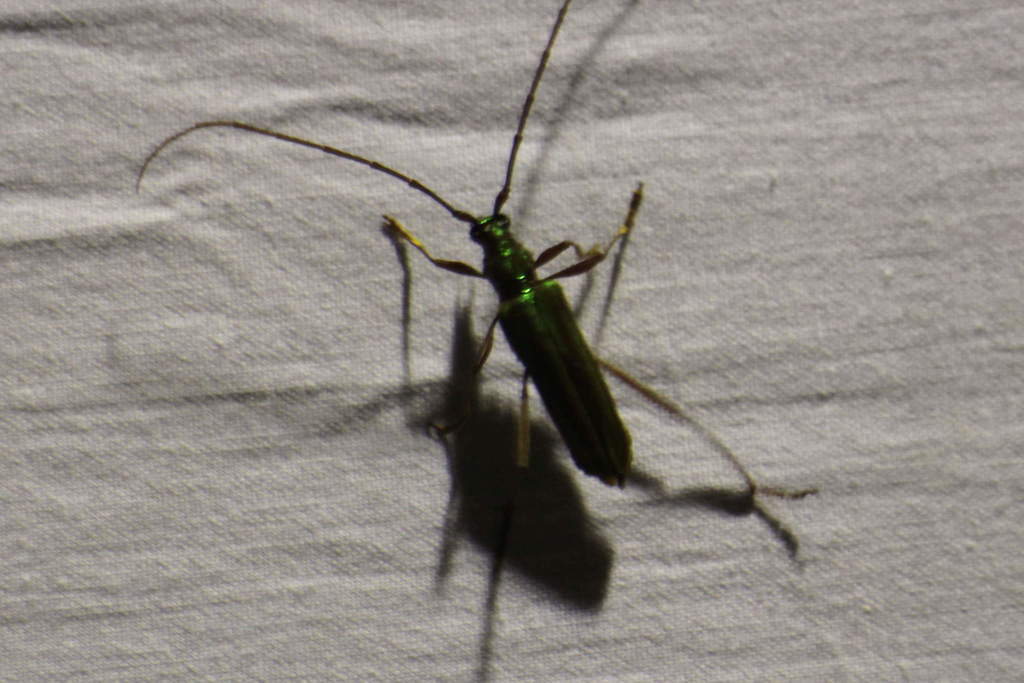 Mionochroma elegans