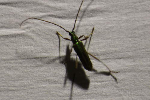 Mionochroma elegans