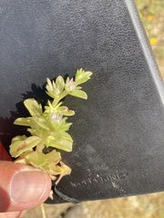 Phedimus stellatus