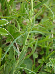 Linum alpinum