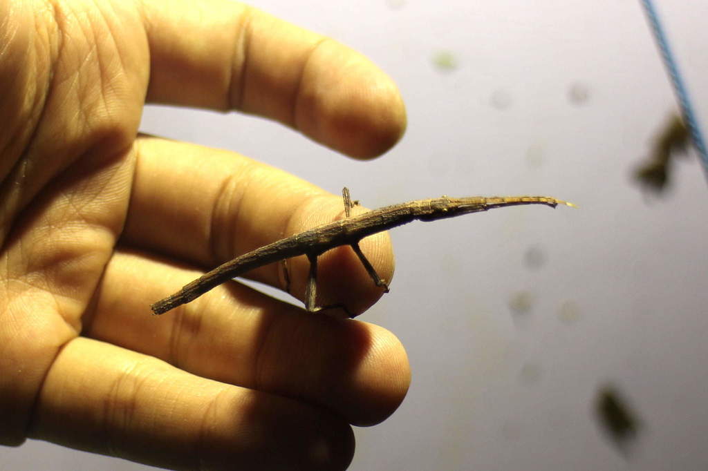 Guadeloupe Stick-insect