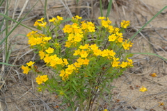Lithospermum caroliniense croceum